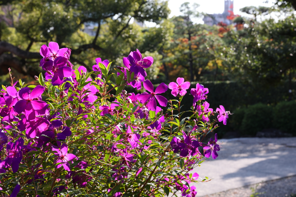10月31日 相楽園 ３
