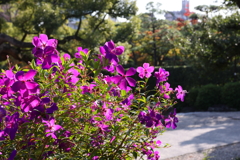 10月31日 相楽園 ３