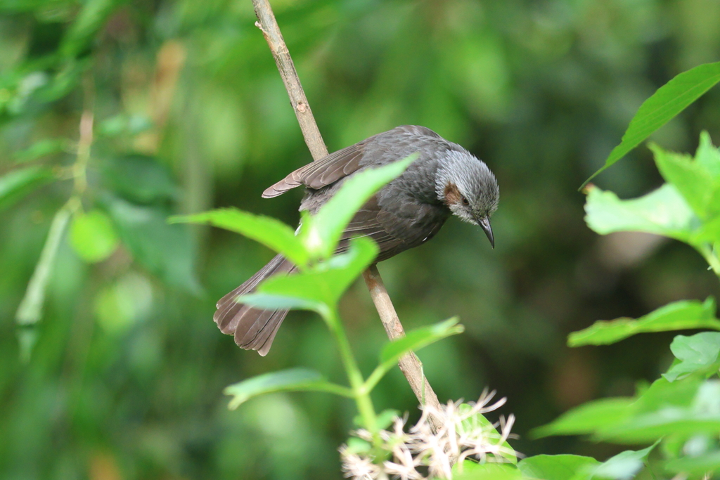 5月2日 明石公園 ９
