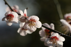 2月13日 岡本梅林公園 30