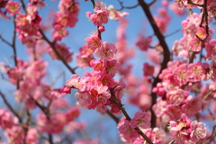 3月5日 明石公園 １