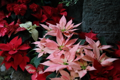 12月6日 須磨離宮公園 31