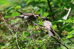 6月4日 明石公園 ８