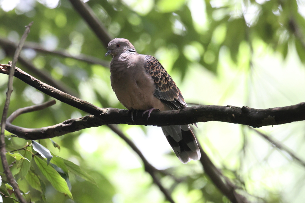 6月20日 明石公園 12