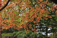 11月23日 京都 10