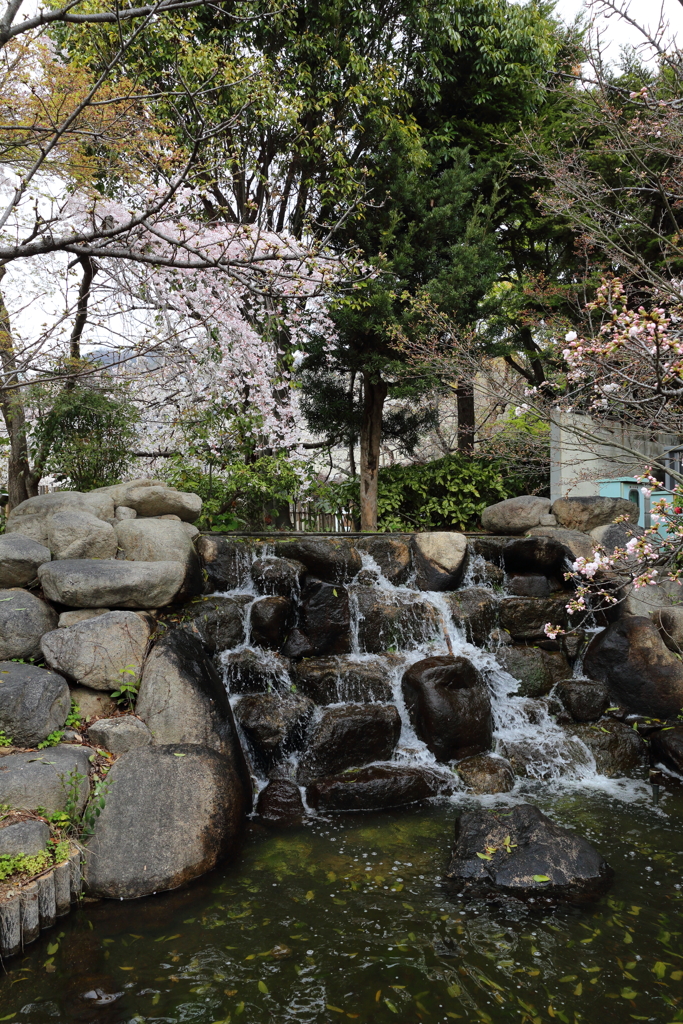 3月28日 岡本南公園 ８