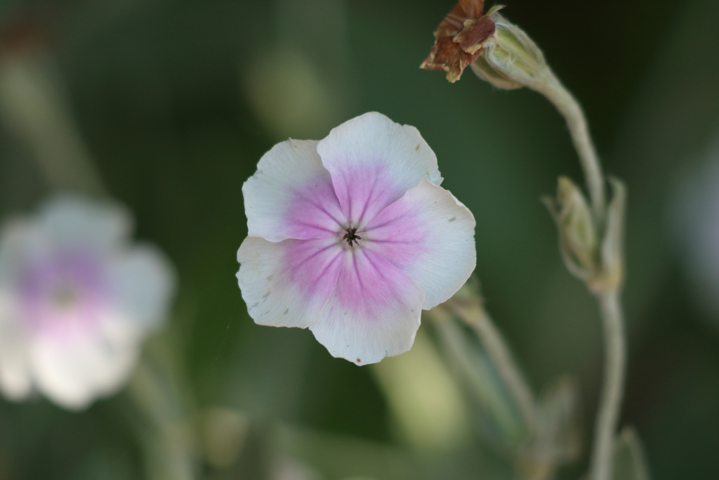 6月9日 布引ハーブ園 75
