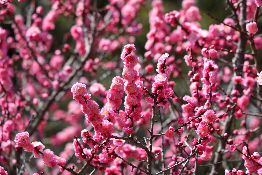 3月5日 岡本公園 ８