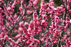 3月5日 岡本公園 ８