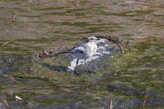 8月13日 夙川河川敷緑地 ２