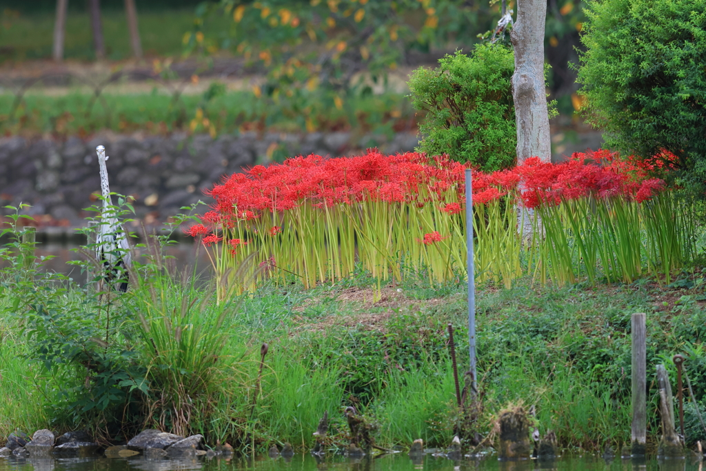 10月1日 明石公園 ２
