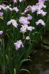 6月6日 須磨離宮公園 ９