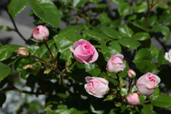 5月14日 長距離散歩 ２