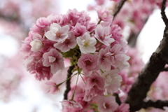 4月3日 岡本南公園 15