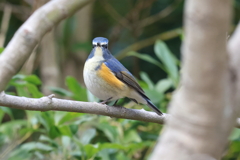 2月26日 明石公園 15