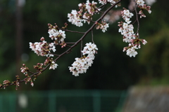 3月28日 明石公園 ３