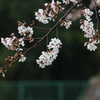 3月28日 明石公園 ３