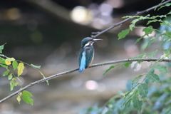 10月3日 明石公園 12