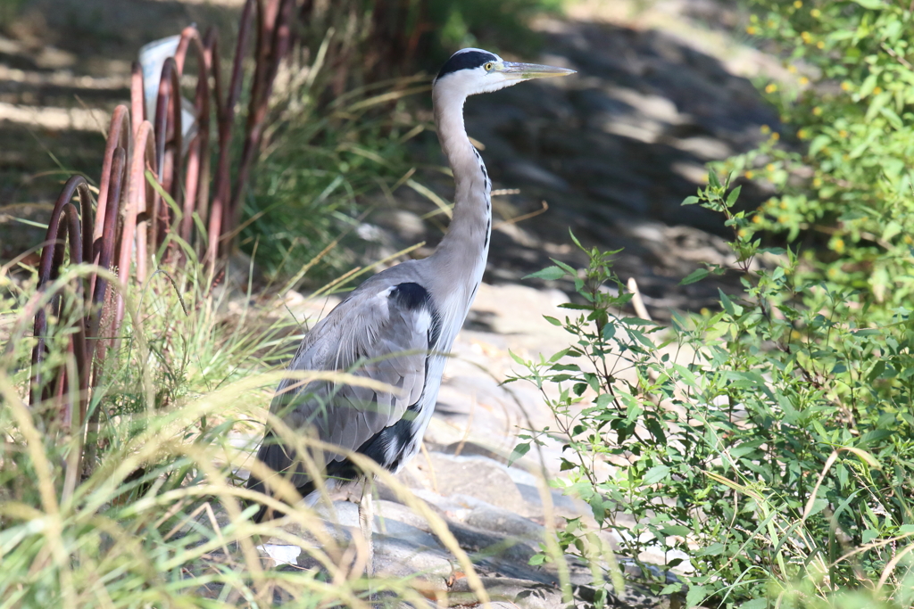 9月25日 明石公園 １