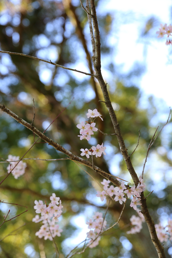 3月20日 京都嵐山 48