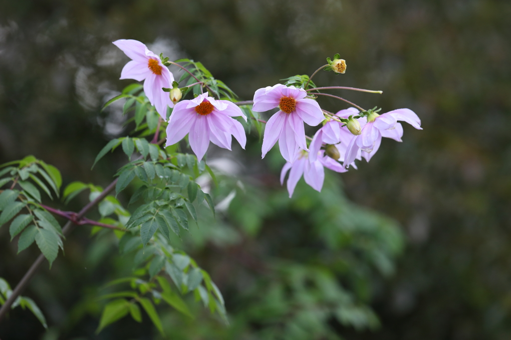 12月11日 明石公園 １