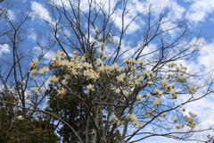 3月19日 万博記念公園 26