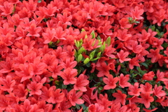 4月18日 長岡天神 20