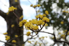 3月19日 万博記念公園 30
