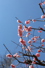 3月19日 万博記念公園 ６