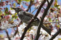 4月11日 明石公園 22