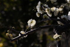2月13日 岡本梅林公園 18