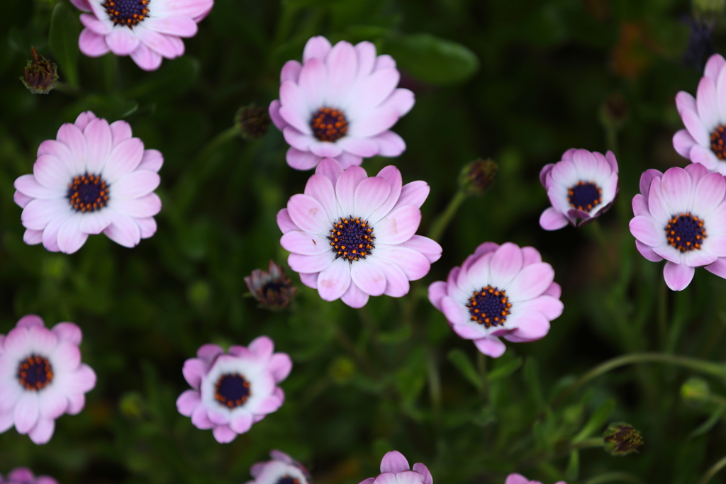 4月10日 散歩 12