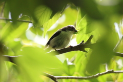 5月5日 明石公園 10