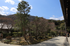 3月20日 京都嵐山 12