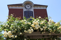 5月28日 布引ハーブ園 ９
