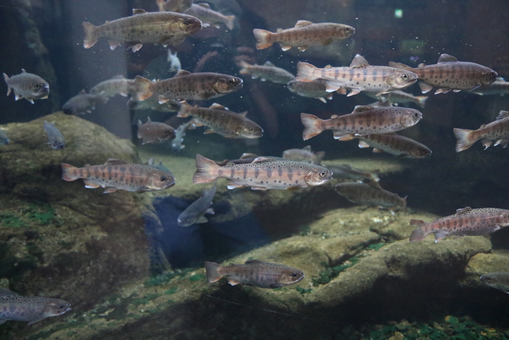 8月11日 国営アルプスあずみの公園 堀金・穂高地区 ２