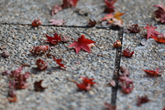 11月27日 明石公園 8 11月27日 明石公園 8