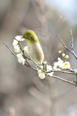 2月20日 須磨離宮公園 13