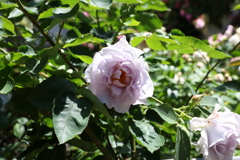 5月28日 布引ハーブ園 16