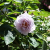 5月28日 布引ハーブ園 16