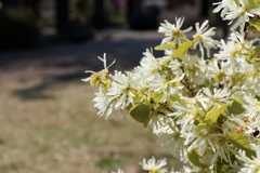 4月9日 散歩 11