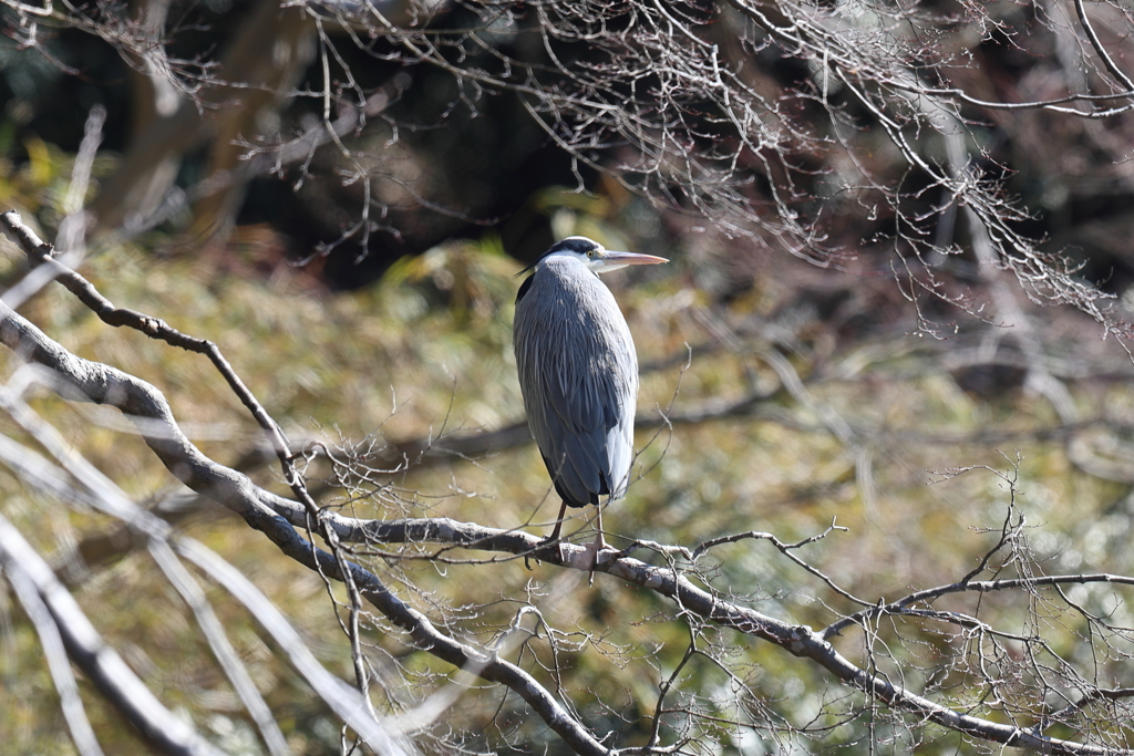 1月29日 明石公園 ９