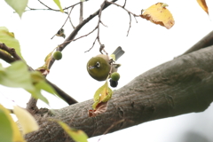 11月12日 大阪城公園 12