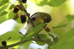 5月23日 明石公園 ９