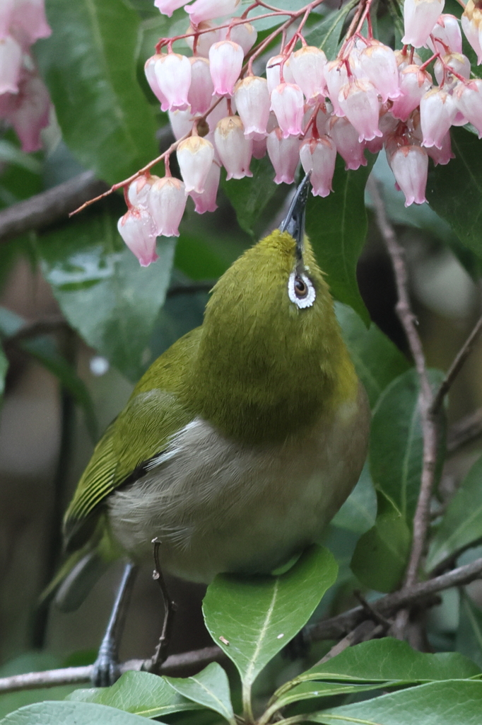 3月21日 有馬富士公園 14