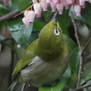 3月21日 有馬富士公園 14