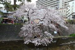 4月7日 夙川 11