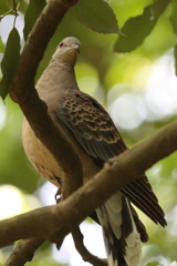 5月9日 明石公園 8