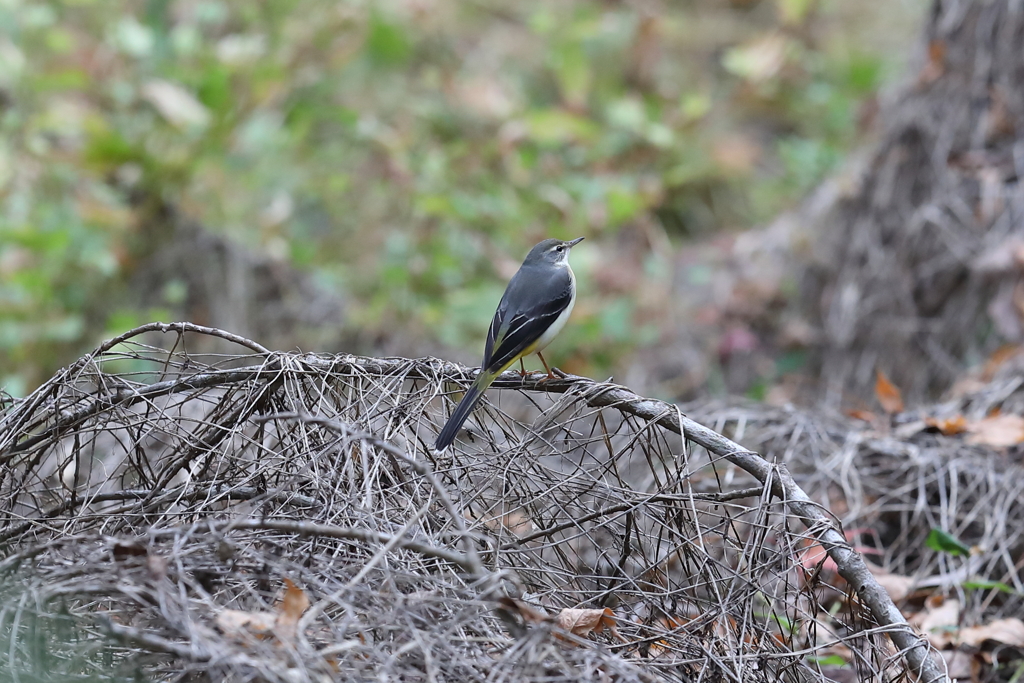 12月4日 明石公園 ３