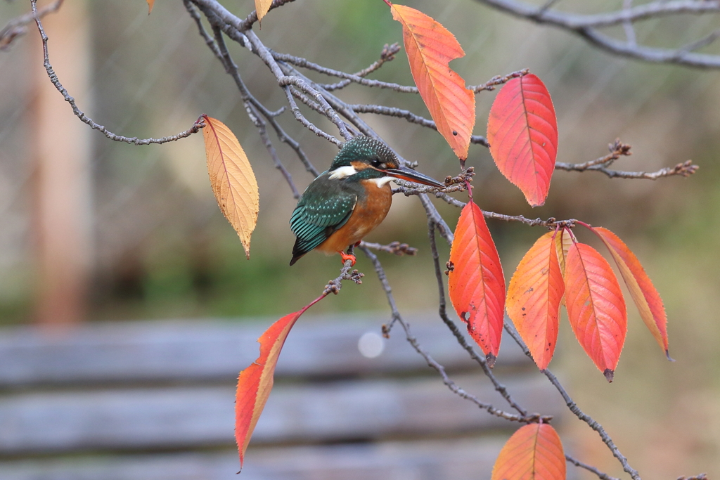 12月1日 夙川河川敷公園 ４